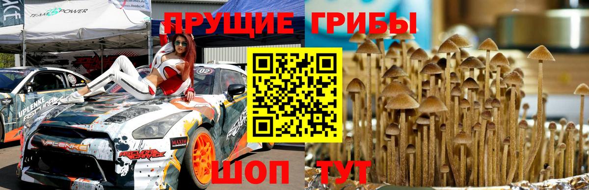 Майкоп  Псилоцибиновые грибы MAGIC MUSHROOMS  Вход с VPN 